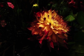 IMG_1014_R50_FlowerCloseup1.jpg